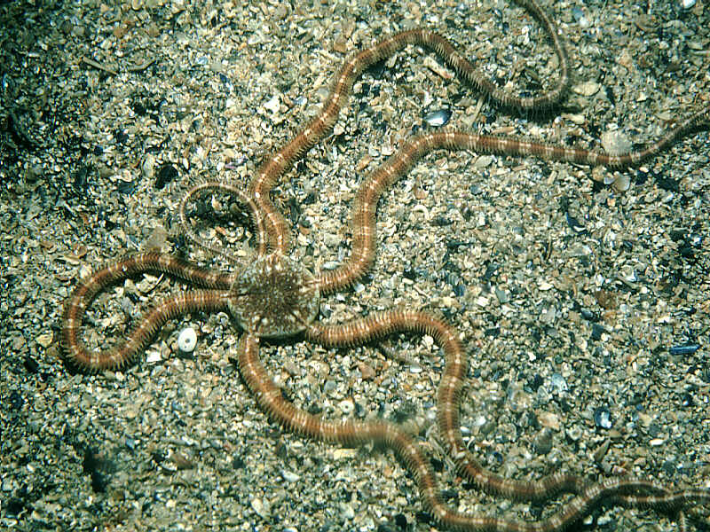 Ophiopsila annulosa